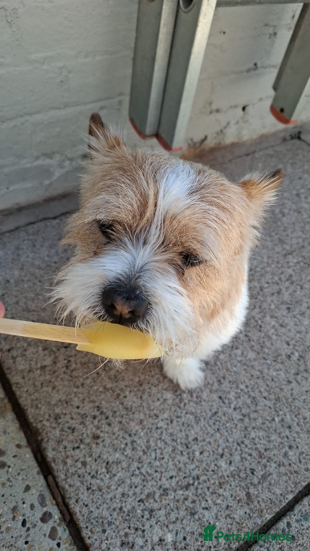 Mixed Breed dogs for sale: Jack russel x Cairne terrier - Image 3