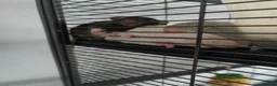 Rat rodents for sale: 1 dumbo Rex and 2 Dumbo all female 6 months old  in Birmingham - Advert 8