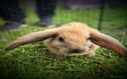 French Lop rabbits for sale: French Lop Rabbits  - Image 7