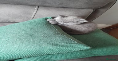 British Shorthair cats - Advert 10