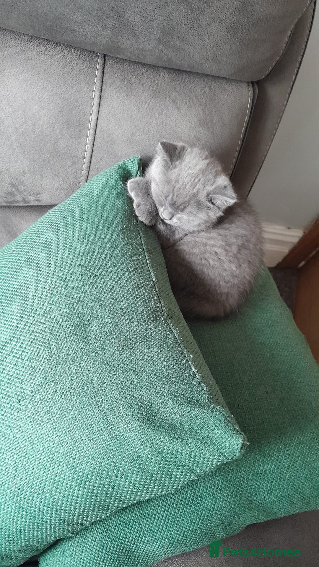 British Shorthair cats for sale: British Shorthair kittens from champion bloodline - Image 3