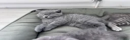 Scottish Fold cats for sale: British shorthair and Scottish straight mix  - Advert 19