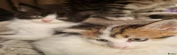Mixed Breed cats for sale: mix Mainecoon - female - Advert 5