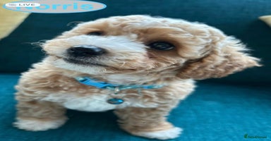 Maltipoo dogs - Advert 18