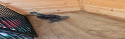Chickens poultry for sale: Silky Bantum in Exeter - Advert 3