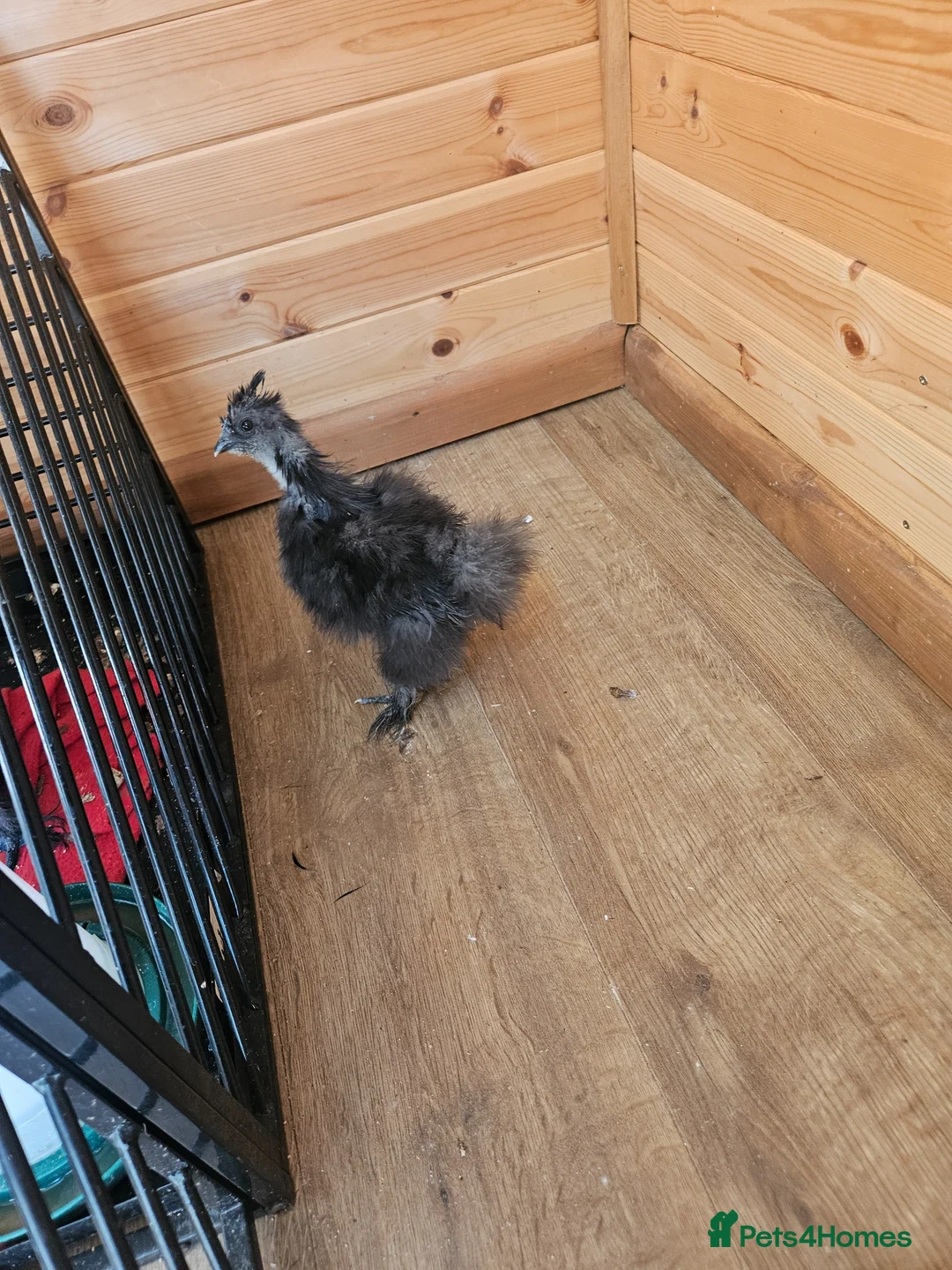 Chickens poultry for sale: Silky Bantum in Exeter - Advert 3