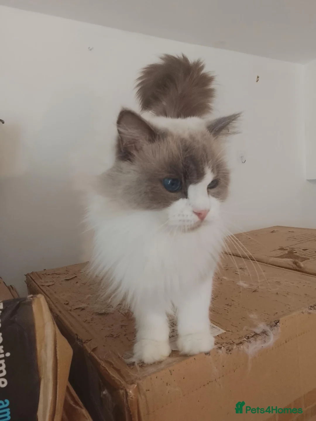 Ragdoll cats for sale: retired breeding queen - Advert 2