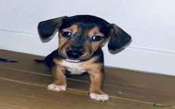 Dachshund dogs for sale: Dachshund Puppies - Image 9