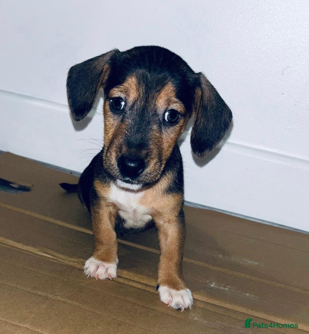 Dachshund dogs for sale: Dachshund Puppies - Image 9
