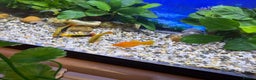 Platies fish for sale: Young vibrant Variatus Platys  - Advert 4