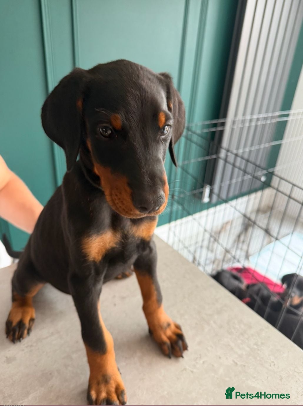 Dobermann dogs **ONLY 1 LEFT,READY NOW,BEAUTIFUL DOBERMAN PUPPIES - Advert 2
