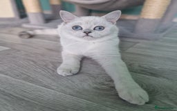 Scottish Fold cats for sale:  Scottish fold kitten looking so a Sweet home💖 - Image 22