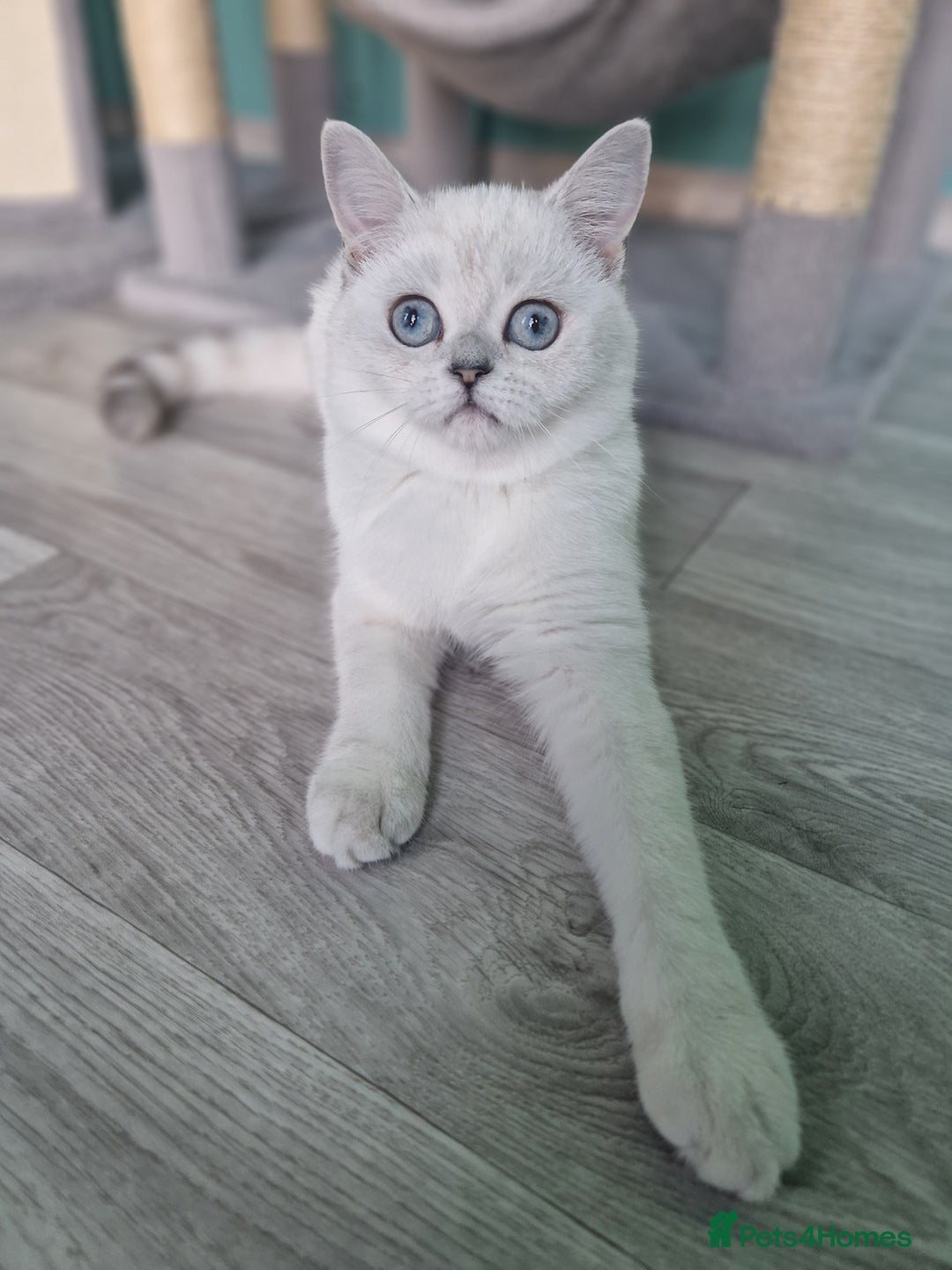 Scottish Fold cats for sale:  Scottish fold kitten looking so a Sweet home💖 - Image 22