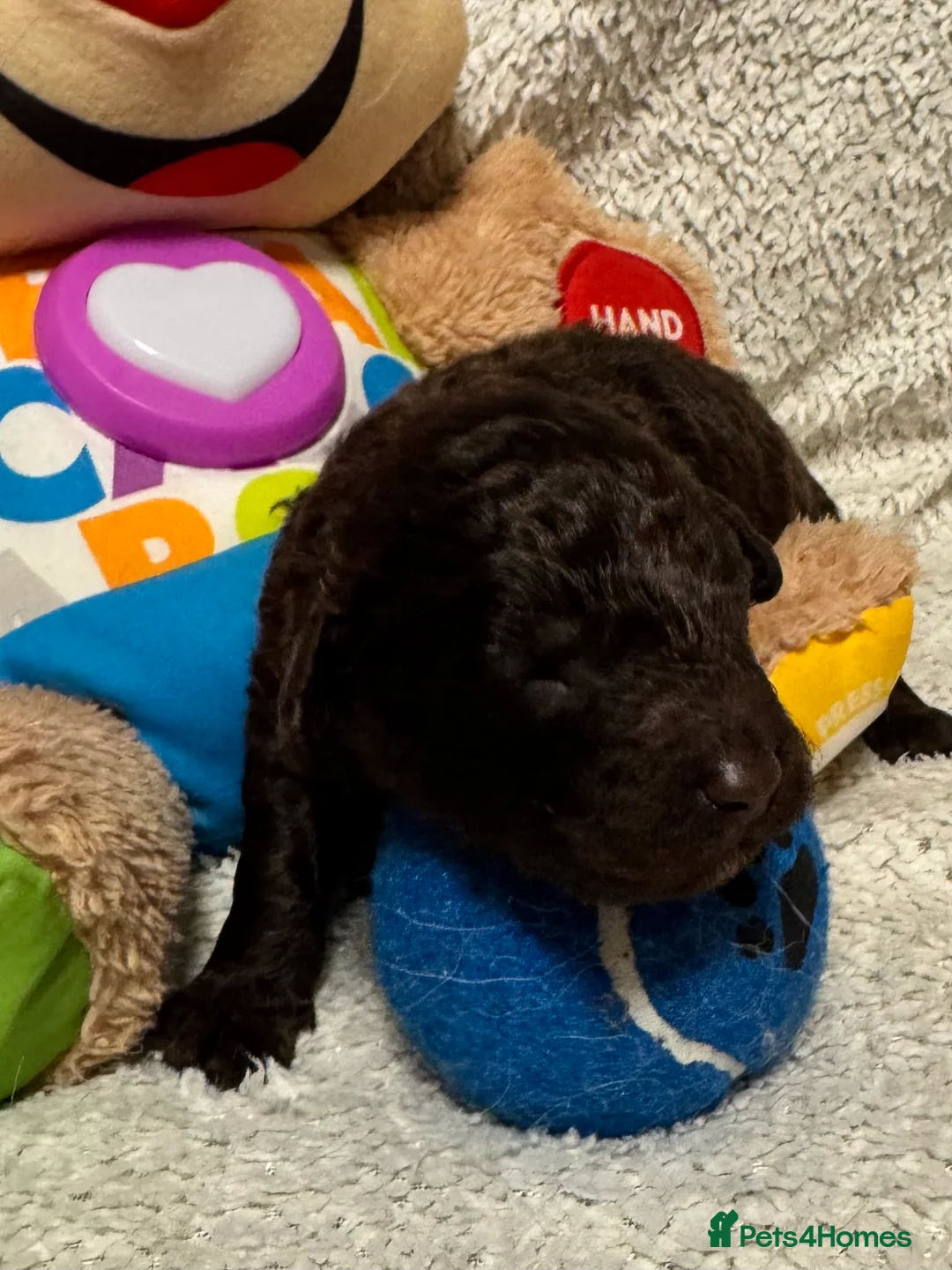 Cockapoo dogs for sale: Stunning F1bb toy cockerpoo puppies - Advert 18