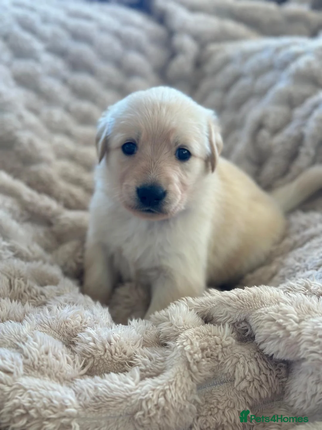 Golden Shepherd dogs for sale: Golden shepherd puppies 🐾 - Advert 22