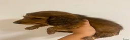 Miniature Dachshund dogs for sale: Stunning full fluffy miniature dachshunds - Advert 14