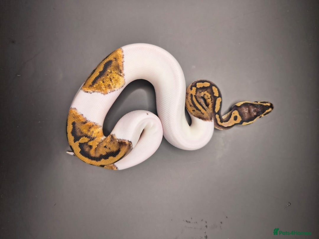 Python Snake reptiles for sale: Pastel Piebald 50% het Clown - Image 3