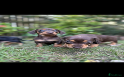 Mixed Breed dogs for sale: Miniature dachshund/ miniature pinscher in Widnes - Image 4