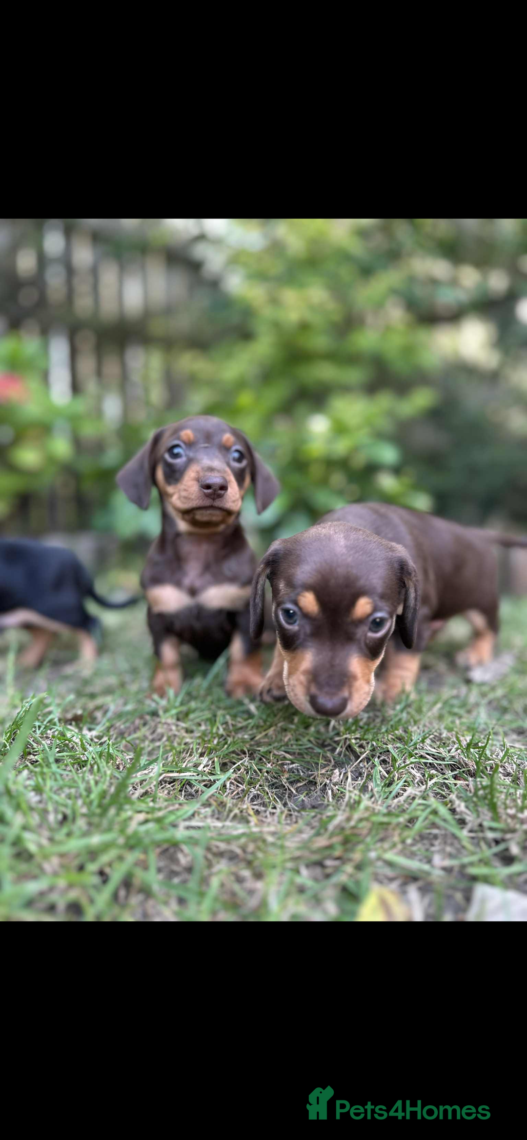 Mixed Breed dogs for sale: Miniature dachshund/ miniature pinscher in Widnes - Image 4