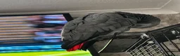Parrots birds for sale: African grey parrot in Hull - Advert 3