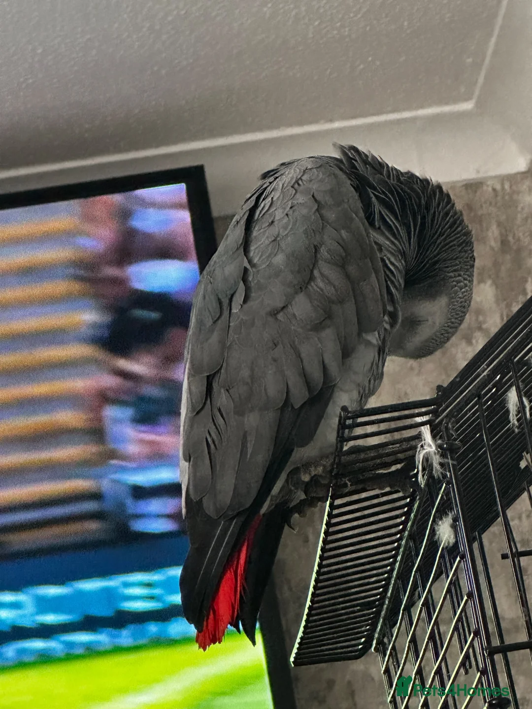 Parrots birds for sale: African grey parrot in Hull - Advert 3