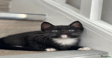 Mixed Breed cats - Advert 13