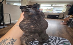 Staffordshire Bull Terrier dogs for sale: Female Staffies  - Image 7