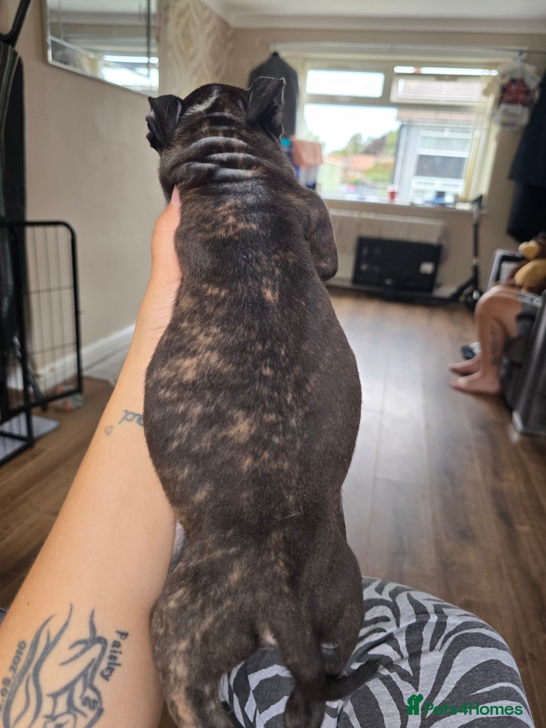 Staffordshire Bull Terrier dogs for sale: Female Staffies  - Image 7