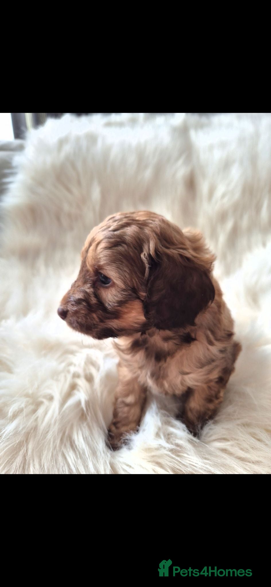 Cockapoo dogs Chocolate/merle cockapoos 3 girls/3 boys  - Advert 2