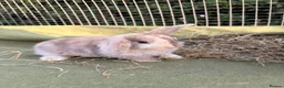 Mini Lop rabbits for sale: *Mini Lop Babies  - Advert 30