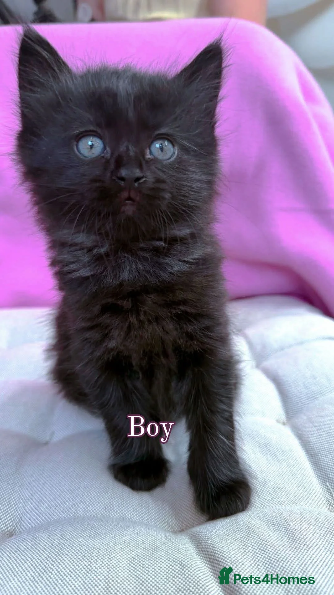 Mixed Breed cats for sale: Adorable Mixed Ragdoll Kittens  in London - Advert 2