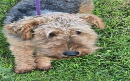 Welsh Terrier dogs for sale: Welsh Terrier  - Image 2