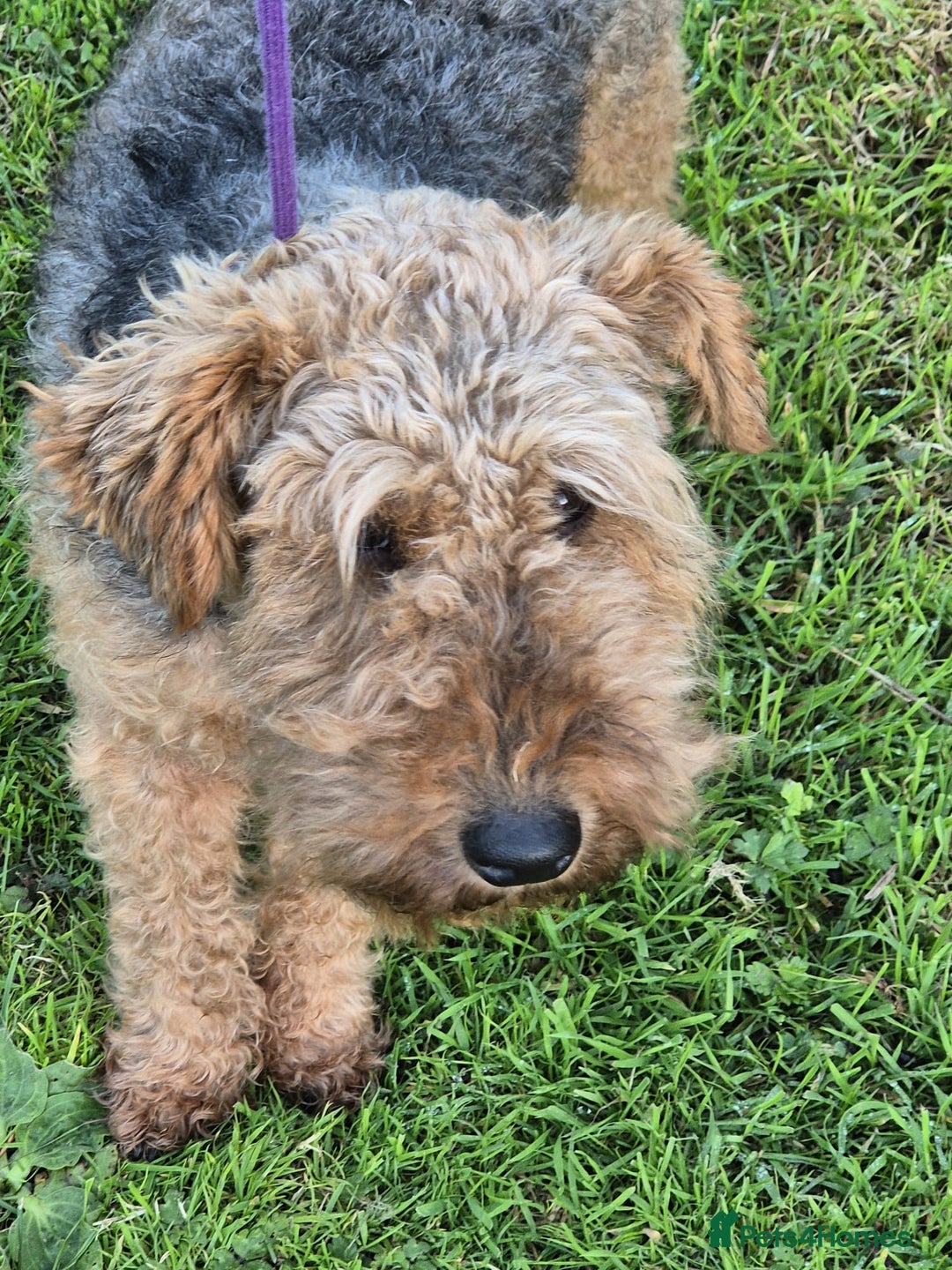 Welsh Terrier dogs for sale: Welsh Terrier  - Image 2