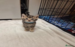Bengal cats for sale: Beautiful 1/2 bengal kittens - Image 27