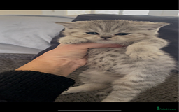 British Shorthair cats for sale: Beautiful GCCF reg BSH female kitten  - Advert 1