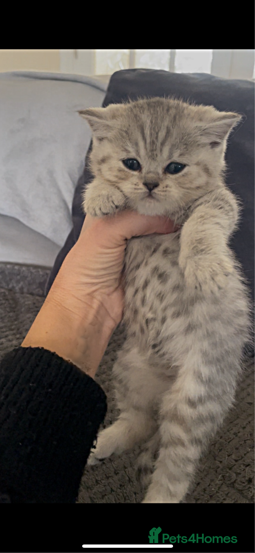 British Shorthair cats for sale: Beautiful GCCF reg BSH female kitten  - Advert 1