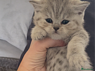 British Shorthair cats Beautiful GCCF reg BSH female kitten - Advert 3