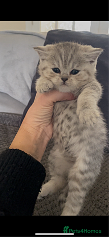 British Shorthair cats Beautiful GCCF reg BSH female kitten - Advert 1