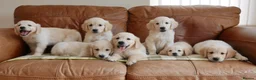 Golden Retriever dogs for sale: Quality Health Tested KC Golden Retrievers - Advert 18