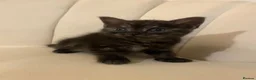 Mixed Breed cats for sale: Two Beautiful 8 Week Old Kittens - Advert 14