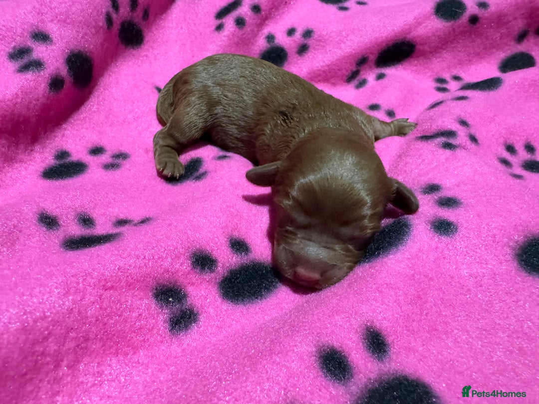 Cavapoo dogs for sale: Beautiful F1b Cavapoo Puppies – Ready Mid February - Advert 8