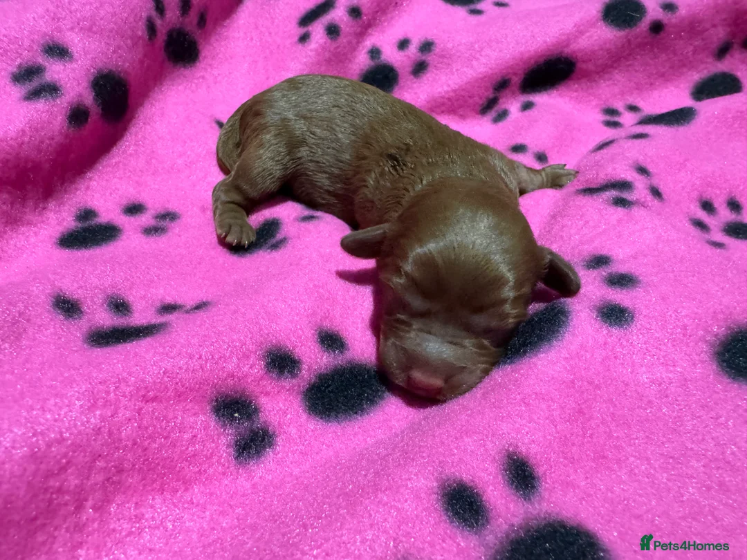 Cavapoo dogs for sale: Beautiful F1b Cavapoo Puppies – Ready Mid February - Advert 14