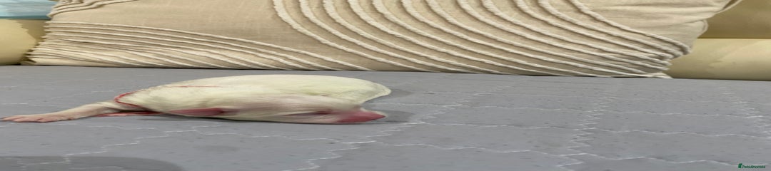 Rex - orange