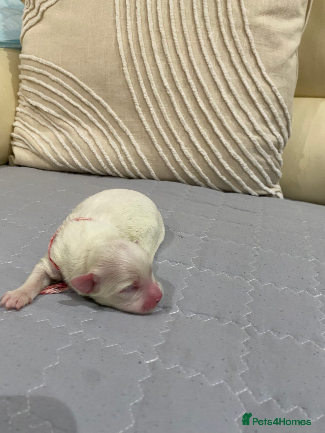 Maltese dogs for sale: Gorgeous pure white Maltese puppies! - Image 4