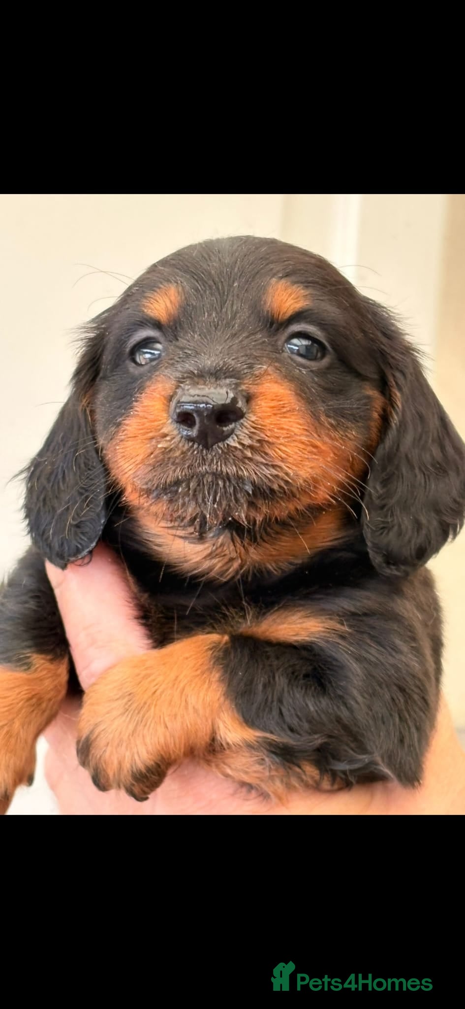 Miniature Dachshund dogs Black long haired boy stunning dog  - Advert 3