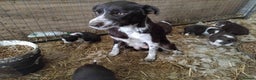 Border Collie dogs for sale: Lovely Collie puppies  - Advert 1