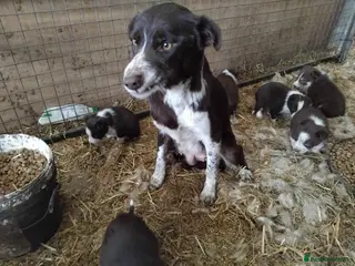 Border Collie dogs Lovely Collie puppies - Advert 1
