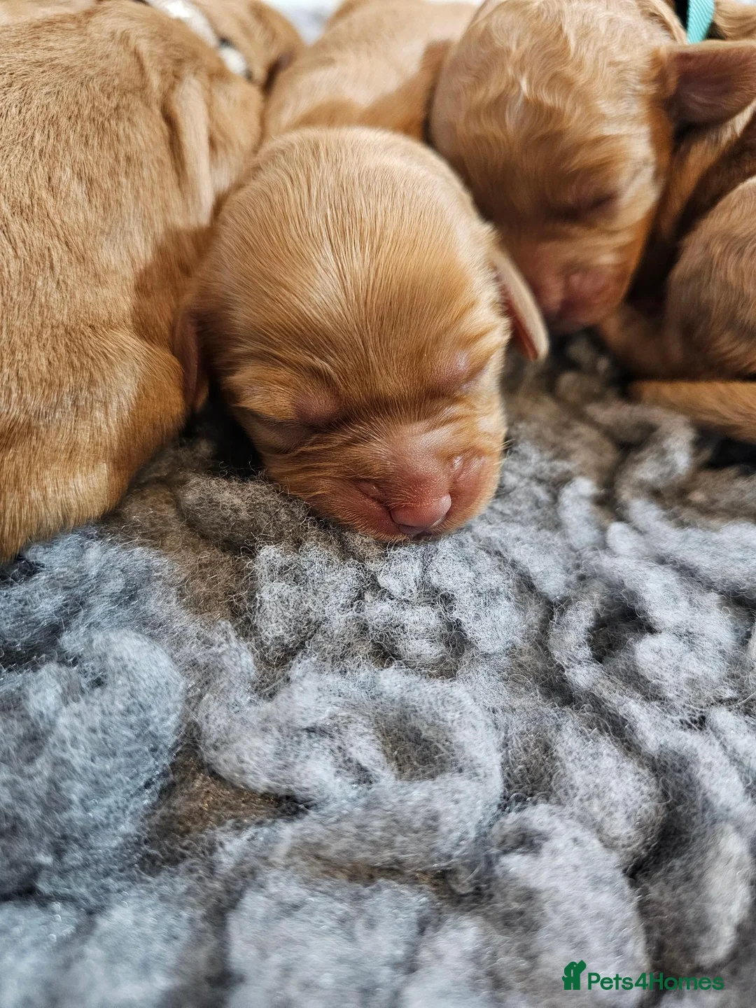 Cockapoo dogs for sale: Toy Cockapoo Puppies in Hartlepool - Advert 8