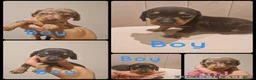 Miniature Dachshund dogs for sale: KC Reg smooth haired daxies - Advert 22
