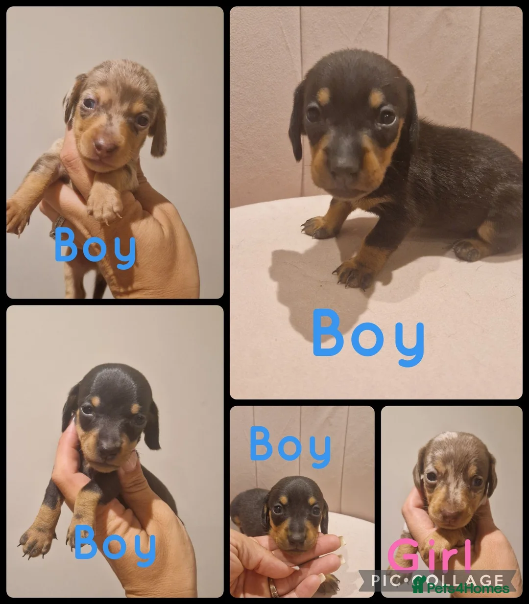 Miniature Dachshund dogs for sale: KC Reg smooth haired daxies - Advert 22